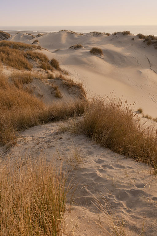 Dunes du Marquenterre
